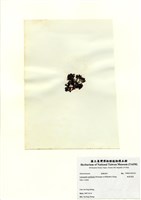 藏品(硬盾果藻)的圖片